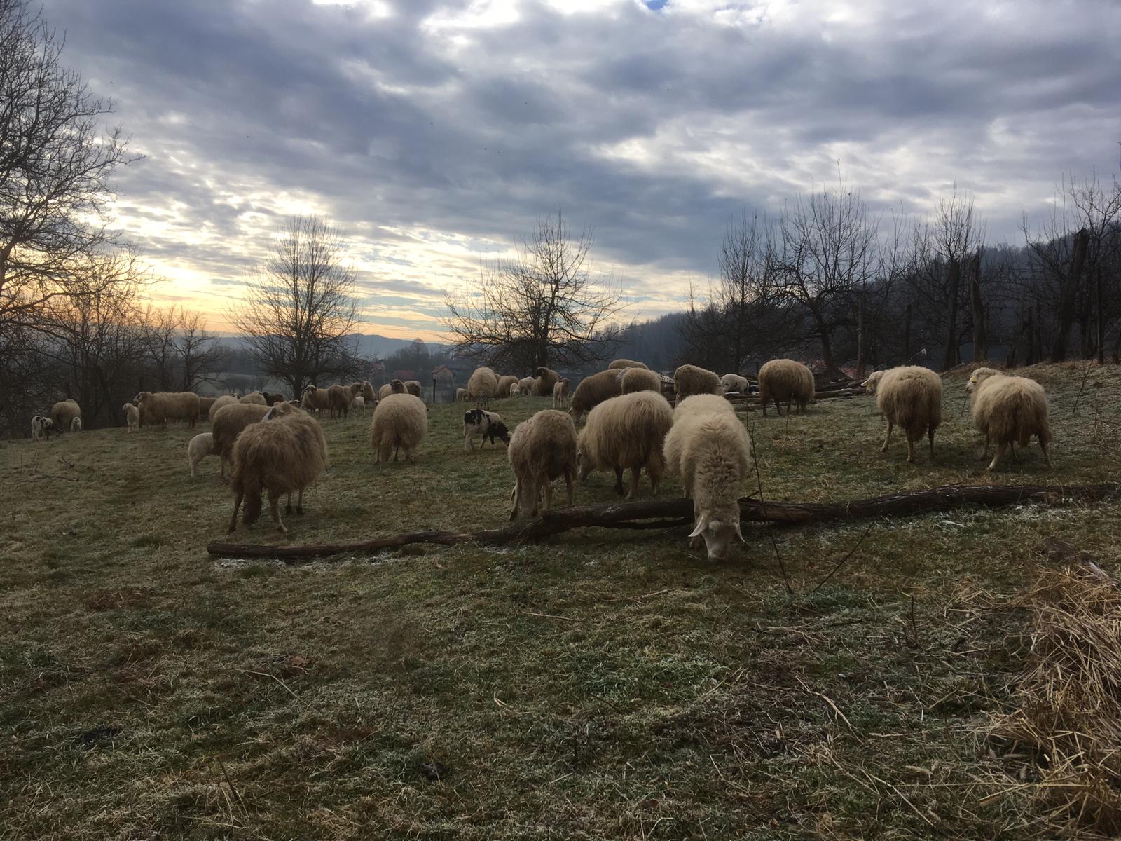 sheep